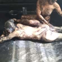 JohnWam: Black Grease and Gray Paint Wrestling