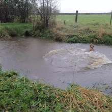 WetandMuddy: Video 80--Bobbing for Apples