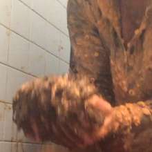 Piggy slopp Slutt: 