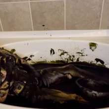 Chloe of PieroProductions: Chloe Is... Mudlarking
