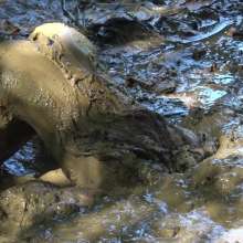 Jayce: Deepest Mud-filling-ripping-hitachi+pov BJ and Caught!