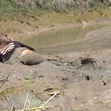 FOXY: Vika with black dress in mud