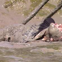 FOXY: Black dress in mud--part2