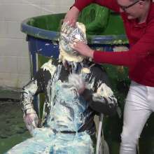 WamtasticUK: Gunk or Dunk with Topher and Steven