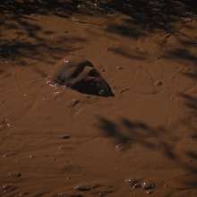QS4Ever: Angel in Melted Chocolate