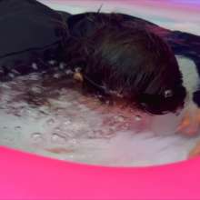Wet Live Team: Completely Wet and Showing Panties and Nipples