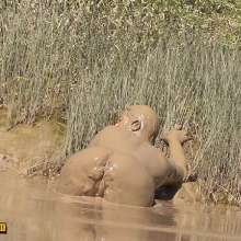FOXY: Total immersion in mud