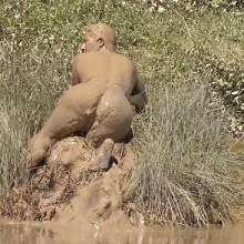 FOXY: Total immersion in mud