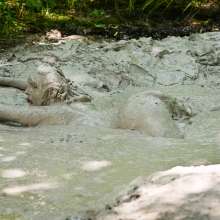dlodoski: Sadie Has Fun in the Mud Bubbles--Photos