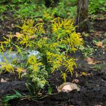 dlodoski: Star and the Bog Flowers--Photos