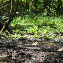 dlodoski: Star and Ashley Rumble in the Swamp--Photos
