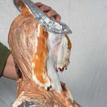 WAM Photography: Karina Gets Pied