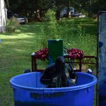 JD and Messy Andi: Dunk Tank, Pies and Slime; Oh My!