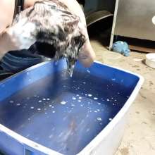 Thefetishgirl: Head Dunking, Breathe Hold and Hair Washing