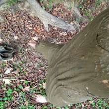 shinyslick_1999: Exploring a muddy estuary