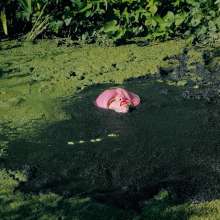 QS4Ever: Mary Orchid in Too Obvious Swamp