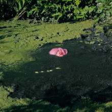 QS4Ever: Mary Orchid in Too Obvious Swamp