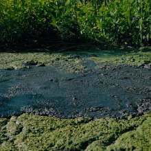 QS4Ever: Mary Orchid in Too Obvious Swamp