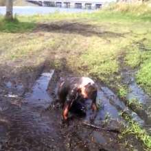 MudStud1357: MudStud Likes to Play In Mud