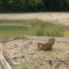 RyuuWammer: Video: Its a Muddy Life for Me