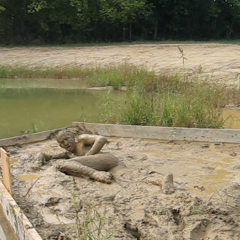 RyuuWammer: Video: Its a Muddy Life for Me