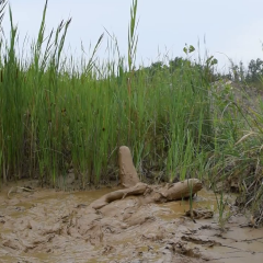 RyuuWammer: Video: Mud Fun in the rain