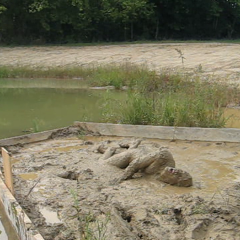 RyuuWammer: Video: Its a Muddy Life for Me