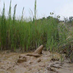 RyuuWammer: Video: Mud Fun in the rain