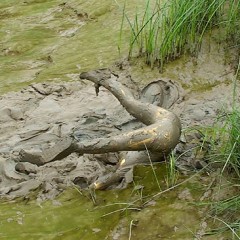 FOXY: Jump in mud ... New video