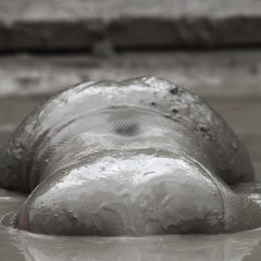 FOXY: Nice curves mud covered