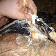 Crygoe: Trashing a black satin evening dress (male)