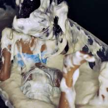 Bobographer: Emi's visit to the bread factory