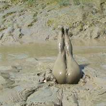 FOXY: Nice dress in deep mud