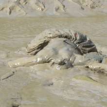 FOXY: Debbie's head in the mud