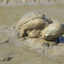 FOXY: Debbie's head in the mud