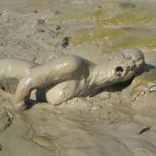 FOXY: Debbie's head in the mud