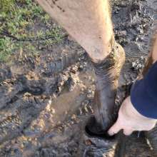 jamcustard22: Muddy walk