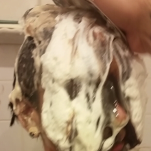 Pleasantlypied: Your messiest pie pic?  Ours was our first but definitel not our best.