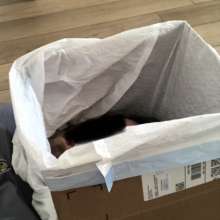 chocofan2: Head submersion box