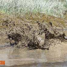 FOXY: Fantastic Ayako plays in deep mud--part 4