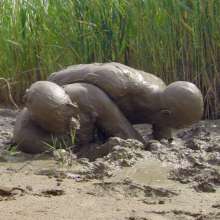 mudhog: Hit me hard with that mud