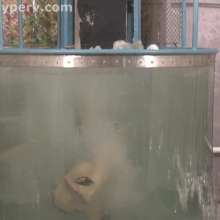 doctor_splash: Dunk Tank Featuring Emily in Shortalls and Boots