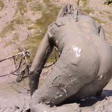 FOXY: Final video Vika mud mud mud...