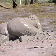FOXY: Final video Vika mud mud mud...