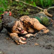 dlodoski: Island Bog Babe--Nikko (photos)