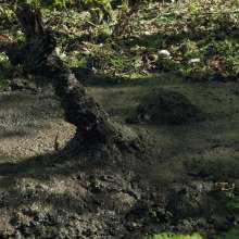 QS4Ever: Black Bottomless Forest Mud: Angel