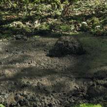QS4Ever: Black Bottomless Forest Mud: Angel