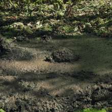 QS4Ever: Black Bottomless Forest Mud: Angel