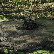 QS4Ever: Black Bottomless Forest Mud: Angel