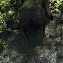 QS4Ever: Black Bottomless Forest Mud: Angel